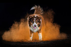 Australian Shepherd mit Holi Pulver