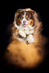 Australian Shepherd mit Holi Pulver