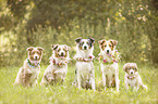 5 Australian Shepherd