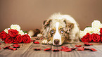 liegender Australian Shepherd