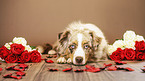 liegender Australian Shepherd