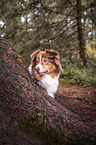 Australian Shepherd