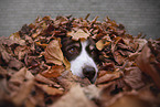 Australian Shepherd