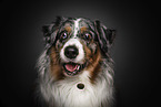 Australian Shepherd