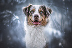 Australian Shepherd
