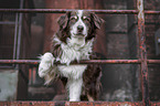 Australian Shepherd