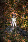 sitzender Australian Shepherd