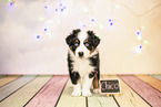 6-Wochen alter Australian Shepherd Welpe