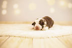 1 Woche alter Australian Shepherd Welpe