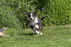Australian Shepherd Welpe