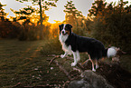 Australian Shepherd