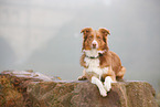 Australian Shepherd im Nebel
