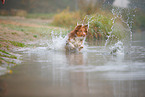 Australian Shepherd im Nebel