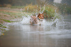 Australian Shepherd im Nebel