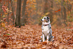 Australian Shepherd im Herbst