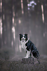 Australian Shepherd im Wald