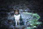 Australian Shepherd als Zauberlehrling