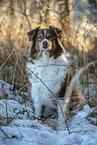 sitzender Australian Shepherd