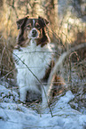 sitzender Australian Shepherd