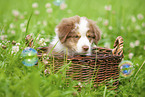 9 Wochen alter Australian Shepherd Welpe