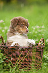 9 Wochen alter Australian Shepherd Welpe