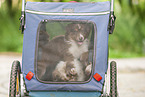 9 Wochen alter Australian Shepherd Welpe