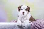 Australian Shepherd Welpe