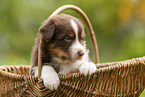 4 Wochen alter Australian Shepherd Welpe