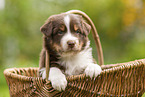 4 Wochen alter Australian Shepherd Welpe