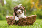 4 Wochen alter Australian Shepherd Welpe