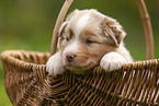 4 Wochen alter Australian Shepherd Welpe