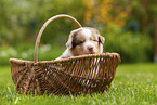 4 Wochen alter Australian Shepherd Welpe