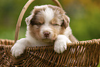 4 Wochen alter Australian Shepherd Welpe