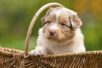 4 Wochen alter Australian Shepherd Welpe