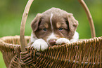 4 Wochen alter Australian Shepherd Welpe