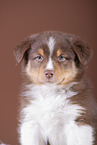 5 Wochen alter Australian Shepherd Welpe