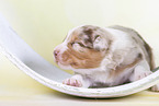 2 Wochen alter Australian Shepherd Welpe