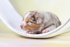 2 Wochen alter Australian Shepherd Welpe