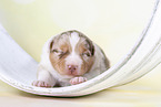 2 Wochen alter Australian Shepherd Welpe