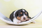 2 Wochen alter Australian Shepherd Welpe
