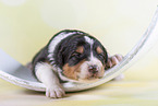 2 Wochen alter Australian Shepherd Welpe