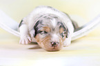 2 Wochen alter Australian Shepherd Welpe