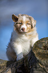 7 Wochen alter Australian Shepherd puppy