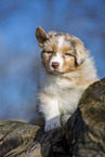 7 Wochen alter Australian Shepherd puppy