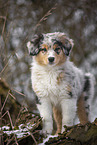 7 Wochen alter Australian Shepherd puppy