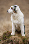 sitzender Australian Shepherd