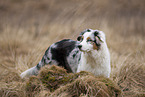 stehender Australian Shepherd
