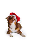 Australian Shepherd mit Weihnachtsmtze