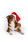 Australian Shepherd mit Weihnachtsmtze