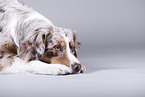 Australian Shepherd fordert zum Spiel auf